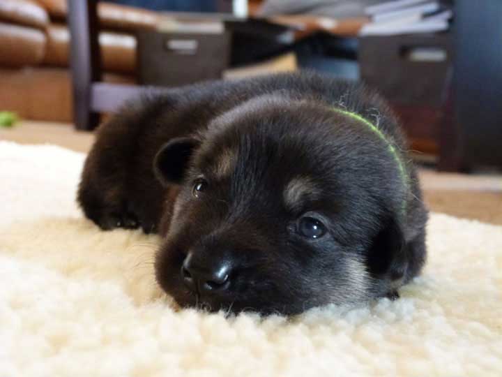 chinook dog